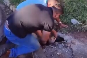 Pit-bulls são resgatados de bueiro no interior de SP. Assista