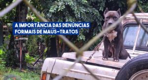 Bem-Estar Animal destaca a importância das denúncias de maus-tratos