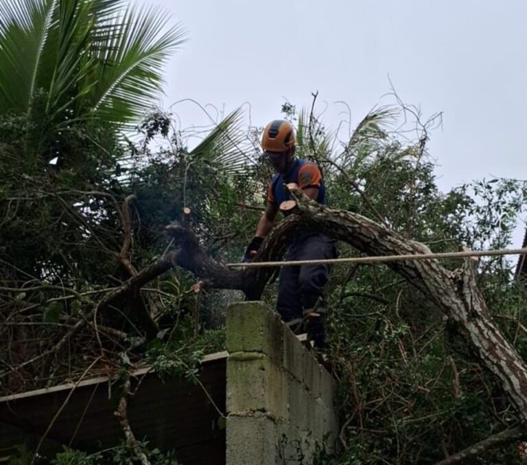 Ventos intensos ocasionam queda de árvores e paralisação da balsa em Ilhabela