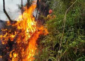 Na tarde de domingo (24), o Corpo de Bombeiros atendeu a um chamado de incêndio em vegetação no Morro do Areal, próximo a rodovia Rio/Santos, na cidade de Ubatu