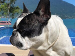 Governo de SP proíbe acorrentamento de pets e delimita novas regras para o bem-estar animal