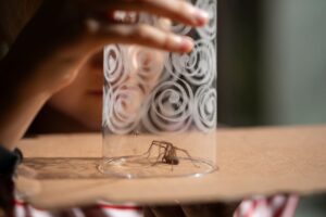 Aranhas em casa? Biólogo ensina como afastá-las de forma natural
