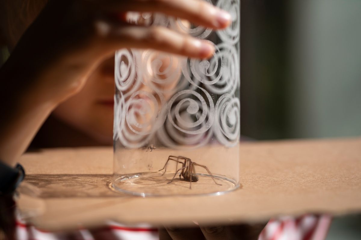 Encontrar aranhas dentro de casa é mais comum do que parece e isso não é, necessariamente, um problema grave. Segundo o biólogo Fabiano Soares, esses animais ge