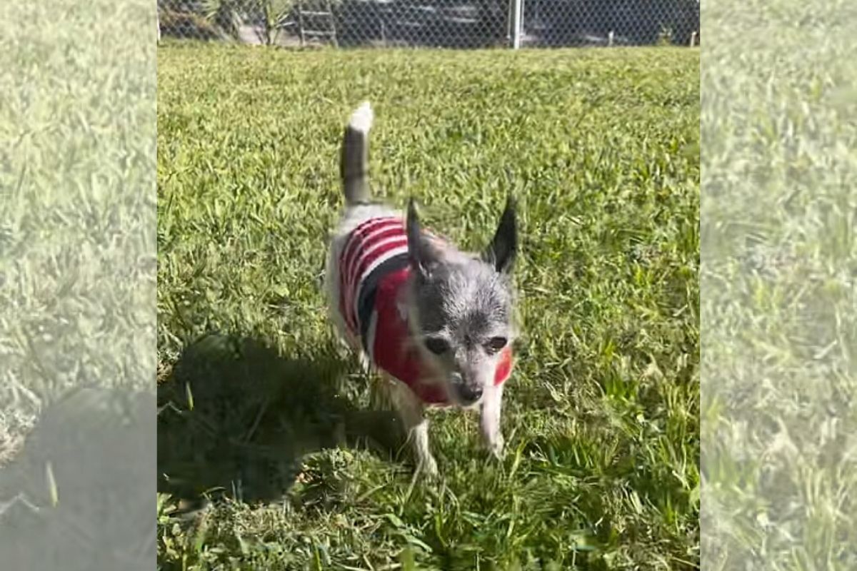 Twinkle, uma chihuahua idosa, já havia enfrentado muitos desafios antes de comover a internet com sua história. Em junho de 2022, ela foi encontrada sozinha e d...