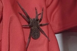 Como se proteger da picada de armadeira, aranha mais temida do Brasil