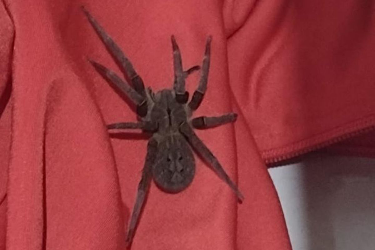 Uma das aranhas mais temidas e agressivas do Brasil, a armadeira (gênero Phoneutria) é também uma das mais adaptáveis. Presente tanto no campo quanto nas cidade