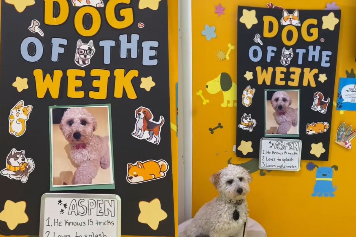Aspen tem apenas seis meses, mas já é uma estrela na creche para cães que frequenta em Queens, Nova York, junto da tutora, Katie Tang. Cheio de energia, como to