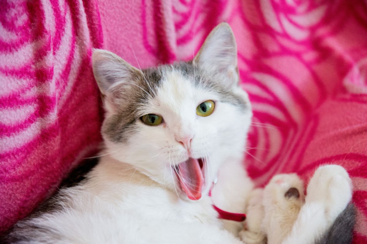 Se você tem um gato, sabe como eles adoram brincar. A caça é um instinto natural dos felinos e os brinquedos para gatos são ótimas ferramentas para mantê-los at