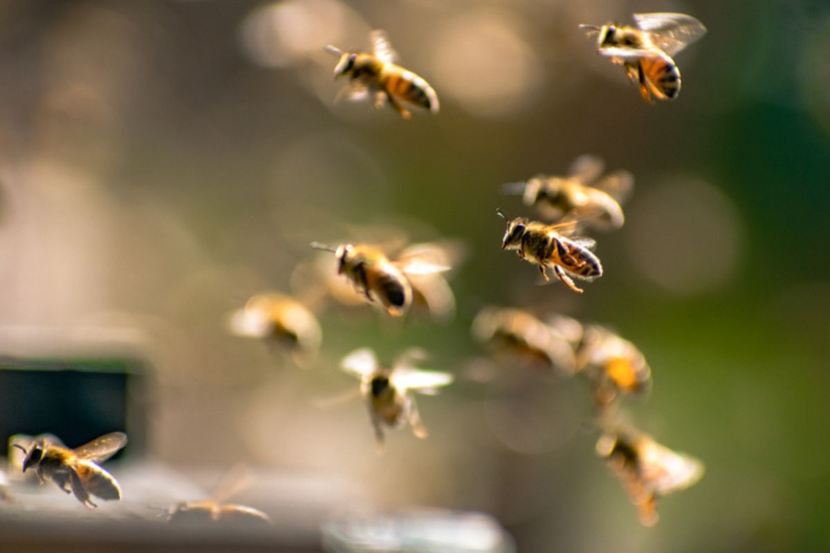Ao se deparar com um enxame de abelhas ou com uma colmeia, o ideal é se afastar e não perturbar os insetos, que podem atacar ao se sentirem ameaçados. Mas, em m