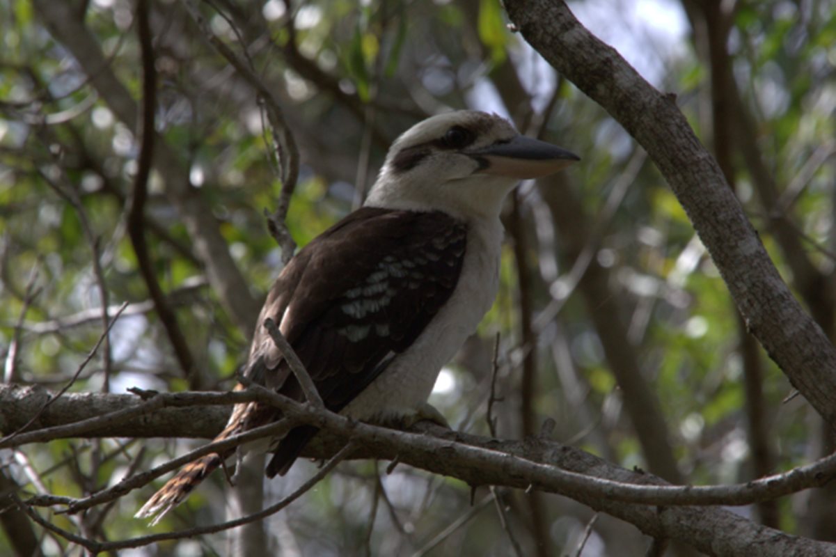 Um estudo conduzido por pesquisadores da University of the Sunshine Coast (UniSC), na Austrália, revelou que a troca de sexo em aves selvagens pode ser mais com