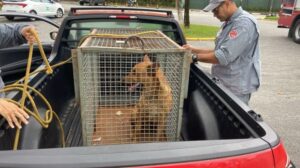 Bombeiros contêm cachorro agressivo em condomínio de Caraguatatuba