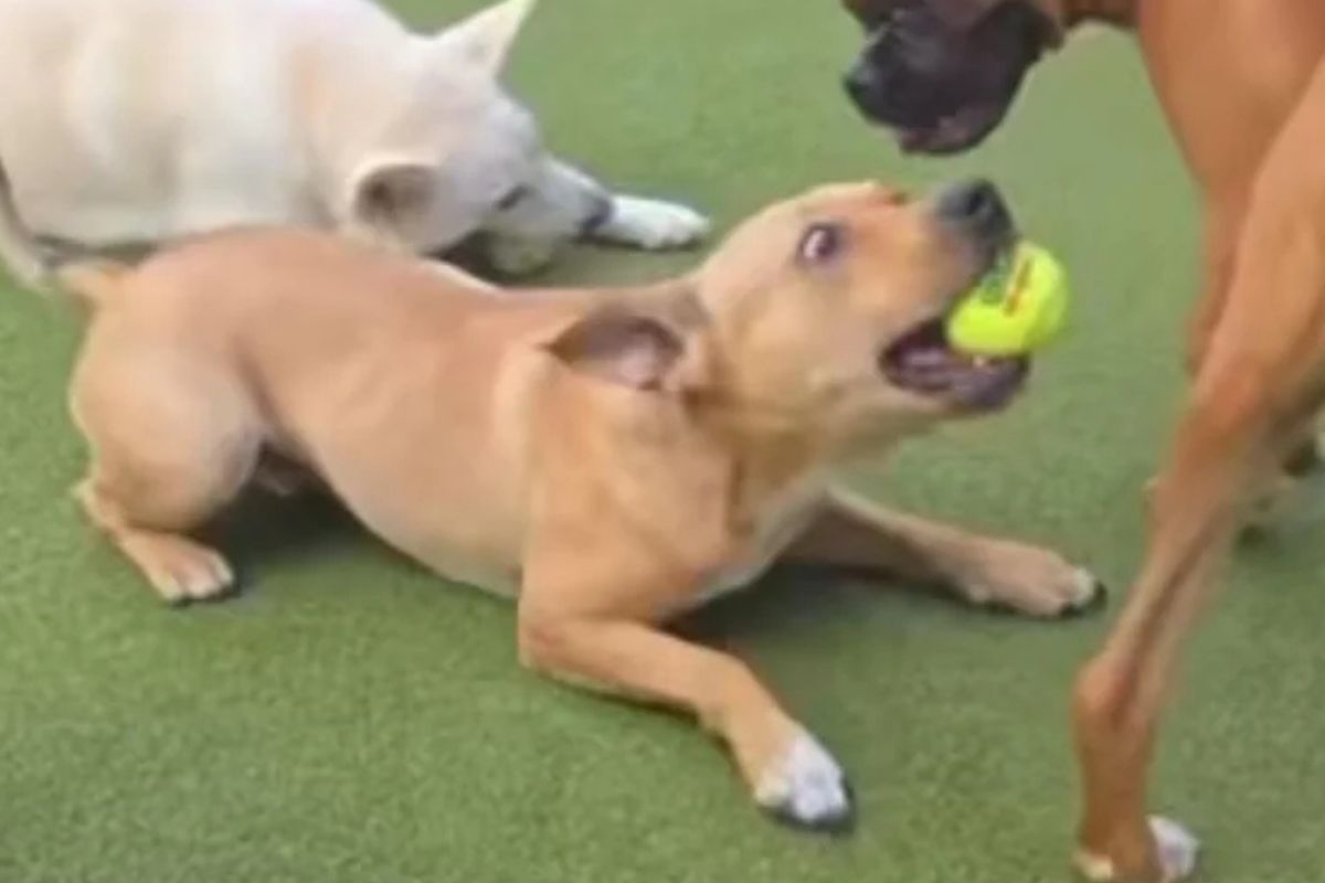 Levar o filho para o trabalho pode “contaminar” os colegas com excesso de fofura – mas levar o pet pode render boas risadas na internet. Ao levar Gr