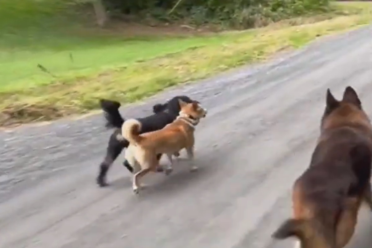 Cerca de 21 cachorros morreram de forma misteriosa em um internato no interior de Nova York, Estados Unidos. As autoridades locais informaram, na segunda-feira