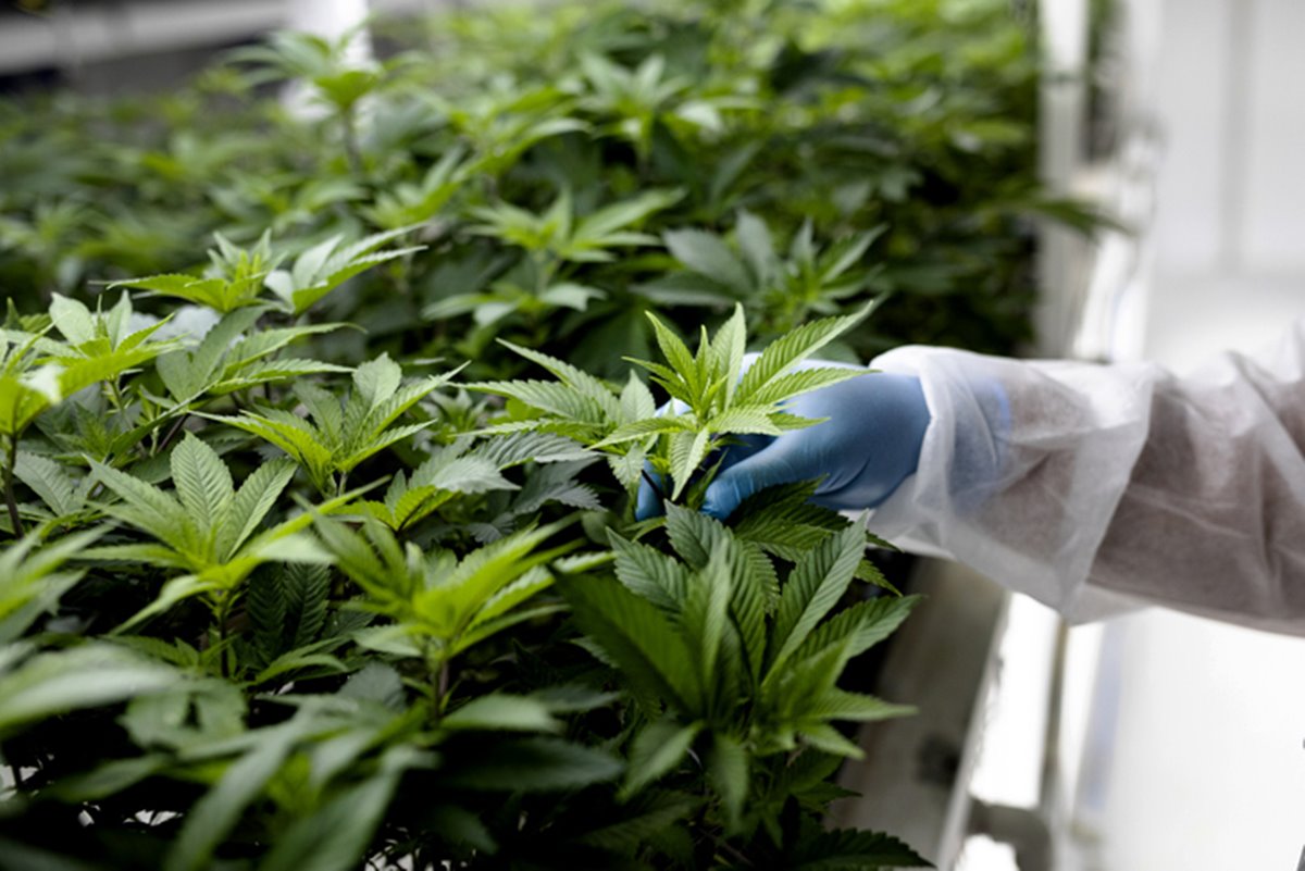 Os diretores da Agência Nacional de Vigilância Sanitária (Anvisa) votam, nesta quarta-feira (13/8), a proposta para a regulamentação do cultivo empresarial de C