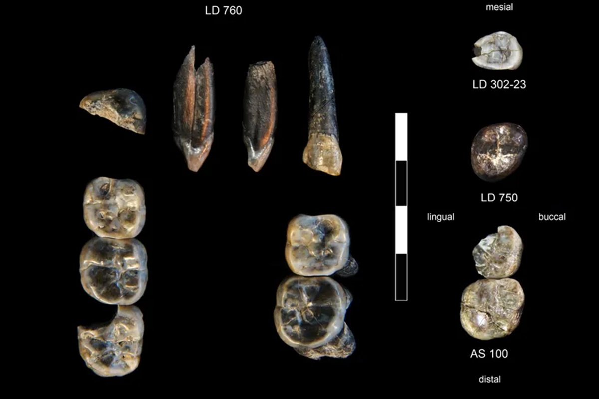 Pesquisadores norte-americanos, em parceria com cientistas locais, encontraram dentes fossilizados de aproximadamente 2,6 milhões de anos na Etiópia. Os especia
