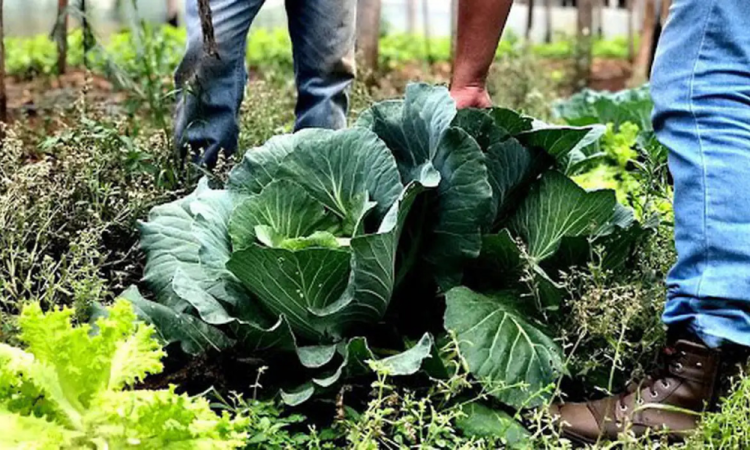 O setor de produção de alimentos saudáveis vai receber R$ 60 milhões em recursos não reembolsáveis destinados a cooper