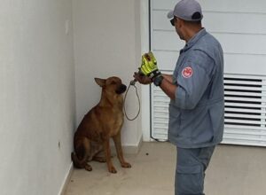 Bombeiros contém cachorro agressivo em avenida de condomínio