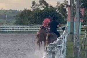 Um vaqueiro identificado como Gilvan José da Silva, conhecido como Gil Vaqueiro, 52 anos, morreu pisoteado enquanto fazia um treinamento no município de Panelas