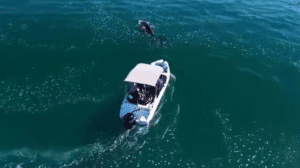 Ibama aplica multa milionária a barco que perseguiu baleia no Litoral Norte