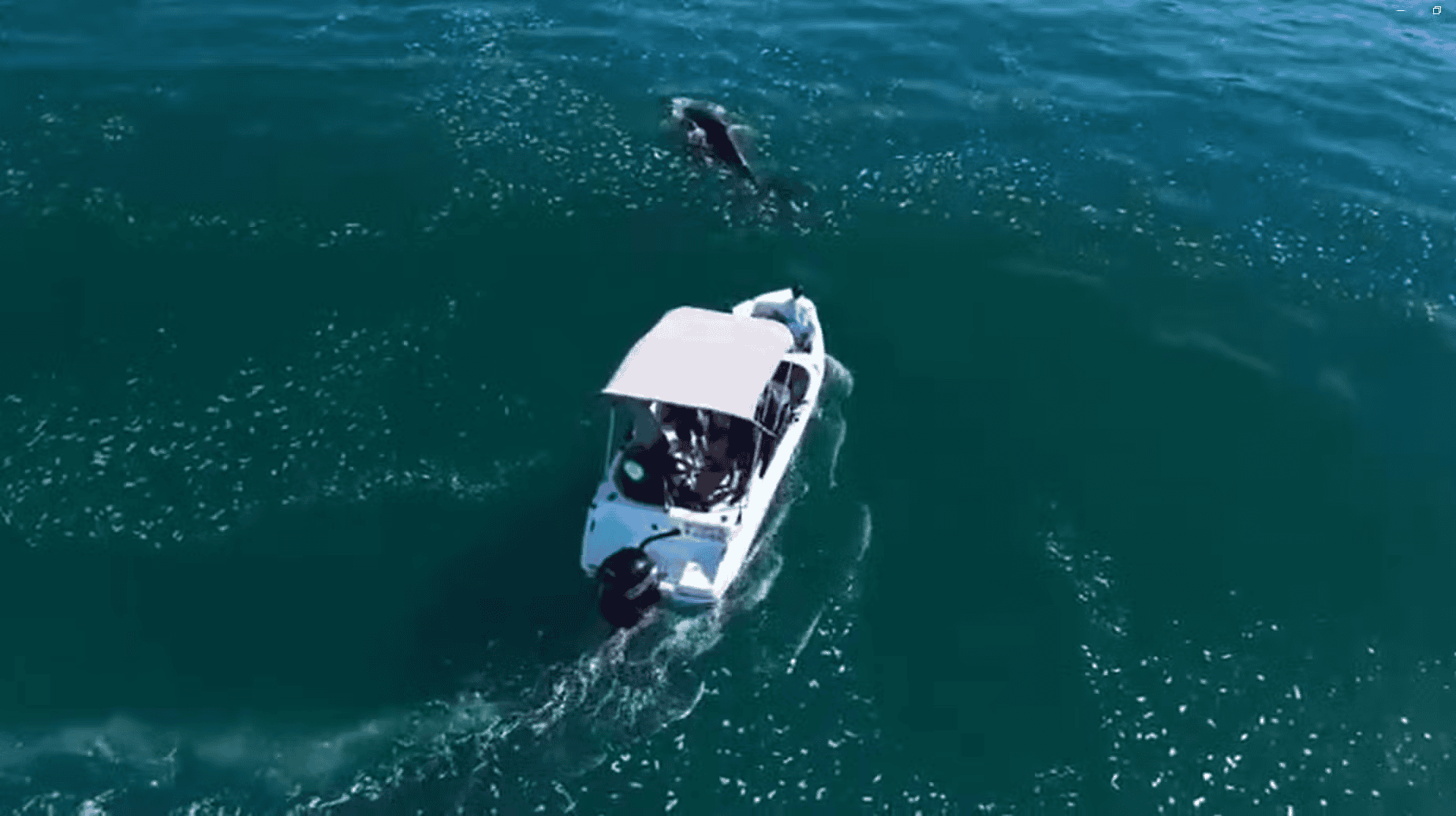 Saiba mais sobre a multa aplicada pelo Ibama a uma embarcação que perseguiu uma baleia no Litoral Norte.