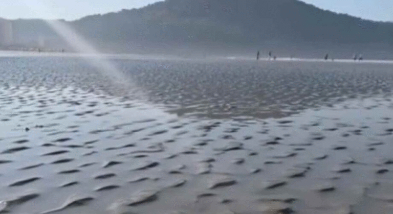 Mar recua e assusta moradores no Litoral Norte; entenda o fenômeno da “maré seca”