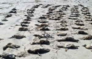 Tragédia ambiental: Mais de 700 pinguins são encontrados mortos no Litoral de São Paulo
