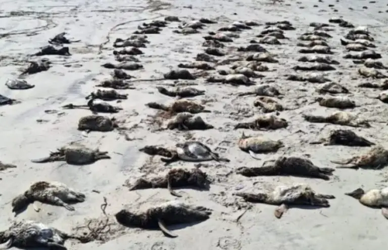 Tragédia ambiental: Mais de 700 pinguins são encontrados mortos no Litoral de São Paulo