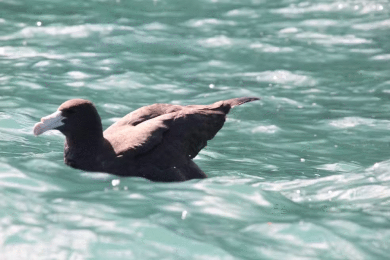 Visitante raro dos mares do Sul, petrel-gigante é registrado em Ilhabela