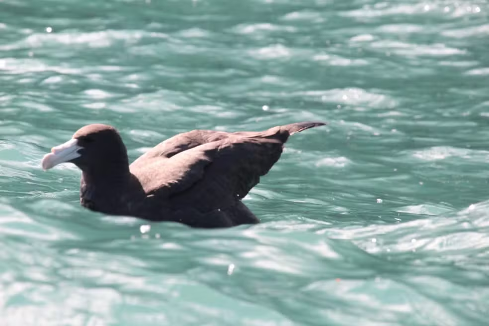 Um raro petrel-gigante, ave dos mares da Antártica, foi avistado e fotografado em Ilhabela (SP). O registro é um evento importante para a biodiversidade do Litoral Norte.