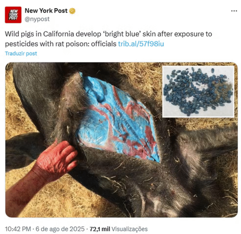 Carne azul neon? Entenda o veneno de rato que causou o fenômeno e o alerta para o Litoral Norte