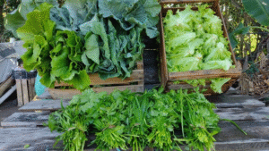 Nutricionistas revelam que o consumo diário de vegetais folhosos, como espinafre e couve, pode reduzir significativamente o risco de demência. Saiba como proteger seu cérebro.