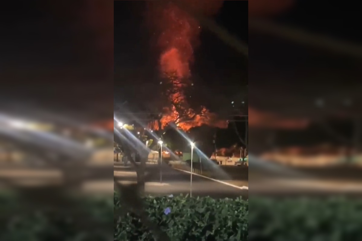 Parque da Cidade: homem é preso por incendiar bambuzal de propósito