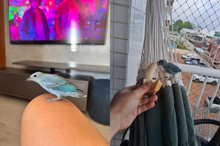 Passarinho “invade” apartamentos, é descoberto e vira xodó de vizinhos