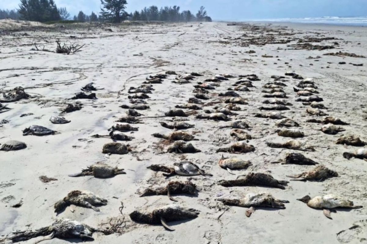 Encalhe em massa: mais de 350 pinguins são encontrados mortos em SP