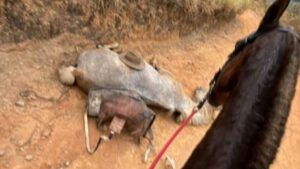 Laudo aponta que cavalo não tinha preparo físico para cavalgada e foi 'levado à exaustão' antes de ser mutilado