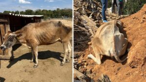 Vaca em situação de maus-tratos é resgatada de lixão em Bragança Paulista, SP