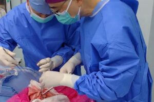 Uma equipe médica da China realizou um experimento inédito ao transplantar um pulmão de porco geneticamente modificado para um paciente humano. O procedimento,