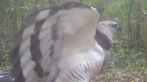 Uiraçu, a ave mais rara do Brasil, é flagrada no Paraná; veja imagens