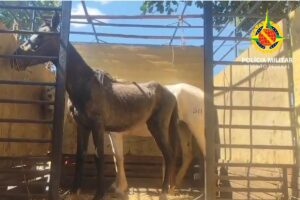 A Polícia Militar do Distrito Federal (PMDF) resgatou dois cavalos furtados na Ponte Alta, na manhã dessa segunda-feira (25/8). Dois homens e dois adolescentes