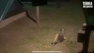 Vídeo flagra gambá-de-orelha-preta predando caninana em área urbana de Ilhabela
