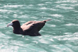 Raro visitante do Sul: petrel-grande é registrado em Ilhabela, SP
