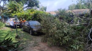 Ventos fortes derrubam árvores em São Sebastião, SP