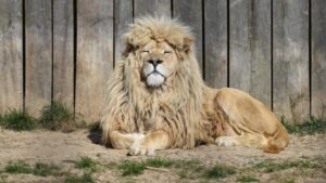 Brasil pode aprovar maior carga tributária do mundo com isenção do IRPF, alertam empresas