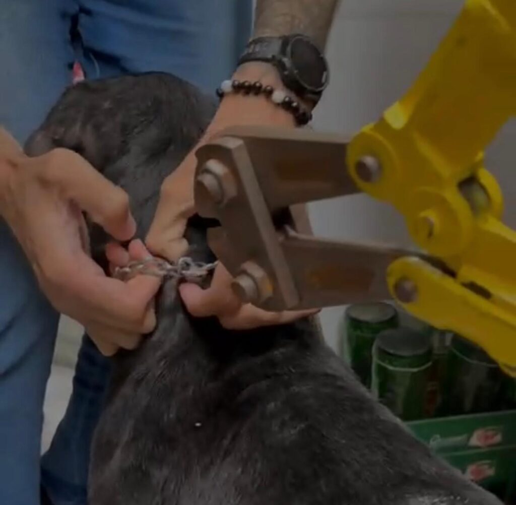 Polícia Civil de Caraguatatuba realiza 1ª prisão em flagrante a morador pelo crime de maus-tratos a animais