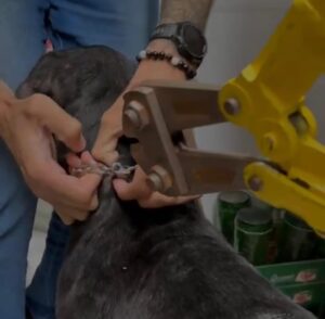 Polícia Civil de Caraguatatuba realiza 1ª prisão em flagrante a morador pelo crime de maus-tratos a animais