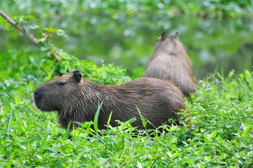 Controle de capivaras e risco de carrapatos exige atenção nos municípios do Litoral Norte de São Paulo