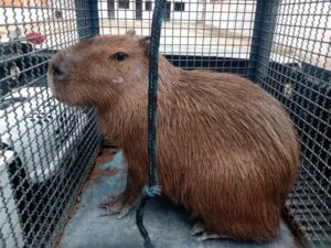 Capivara invade condomínio e morde um cão em São Sebastião