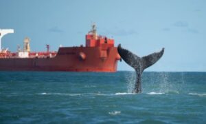 PORTO DE SÃO SEBASTIÃO INOVA COM PROTOCOLO PARA PROTEGER BALEIAS