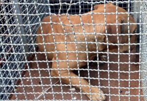 Pitbull agressivo é capturado pelo Corpo de Bombeiros em Caraguatatuba