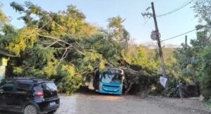 Vento derruba árvore sobre ônibus em São Sebastião